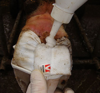 Bovivet Hoof bandage and Kruuse hoof gel